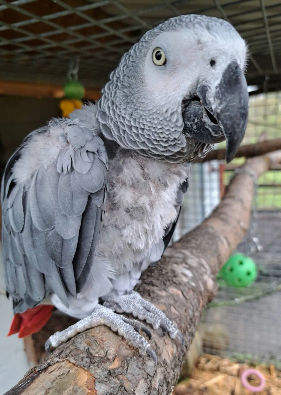 African Grey parrots at Wales Ape & Monkey Sanctuary