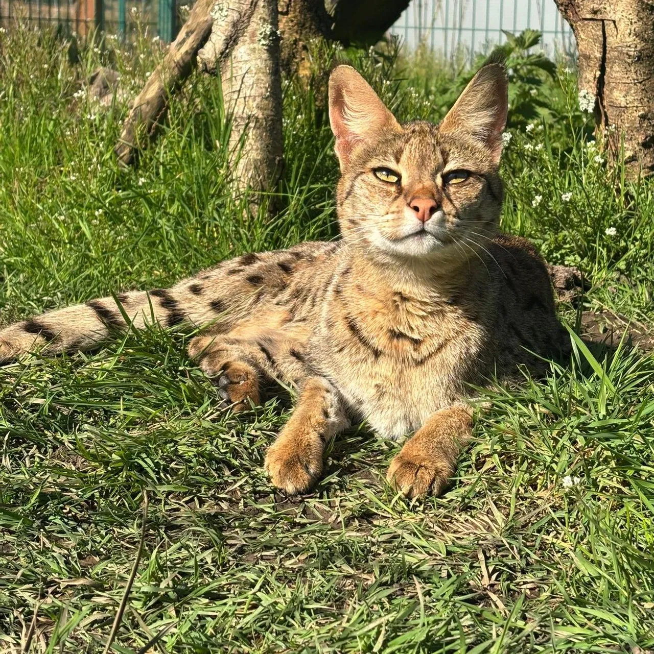 An African Savannah cat at Wales Ape & Monkey Sanctuary
