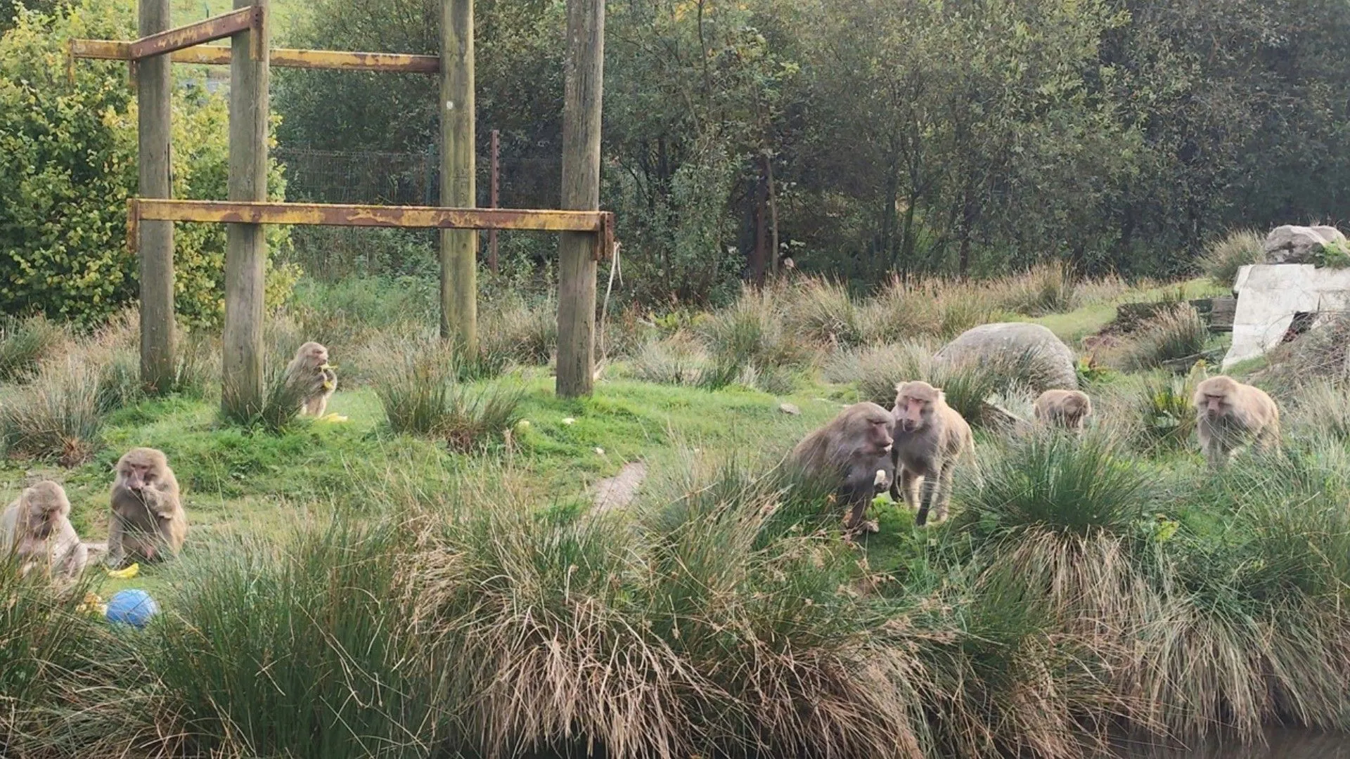 The baboon island at Wales Ape & Monkey Sanctuary
