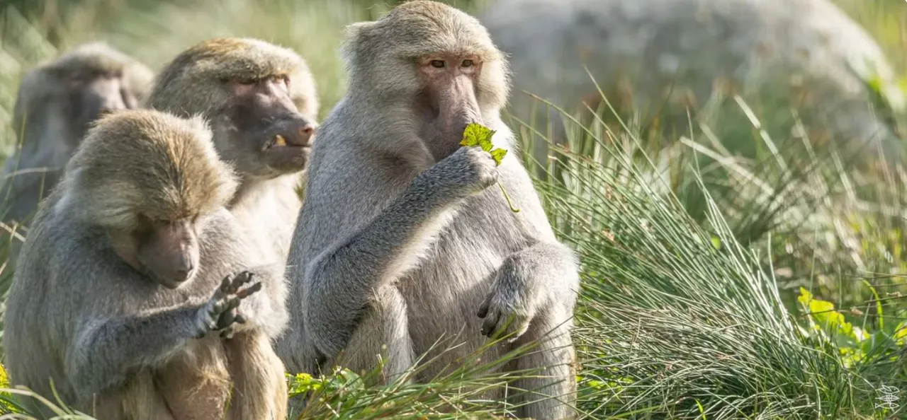A troop of baboons feeding together at Wales Ape & Monkey Sanctuary
