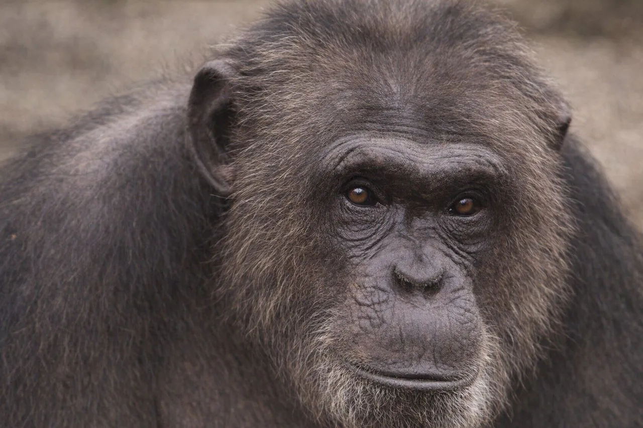 Bili, a Western chimpanzee, at Wales Ape & Monkey Sanctuary