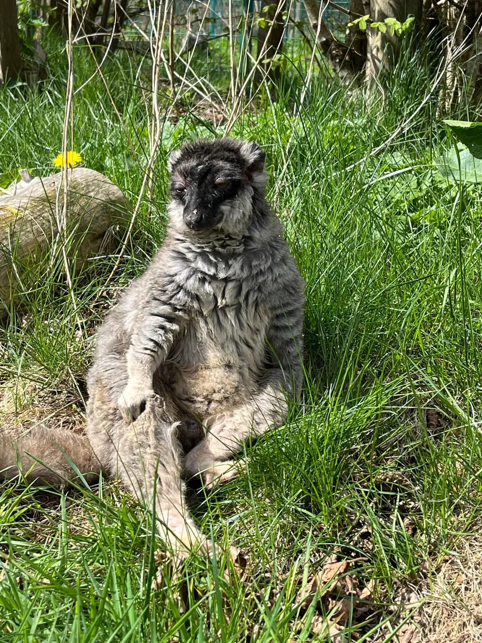 A brown lemur at Wales Ape & Monkey Sanctuary