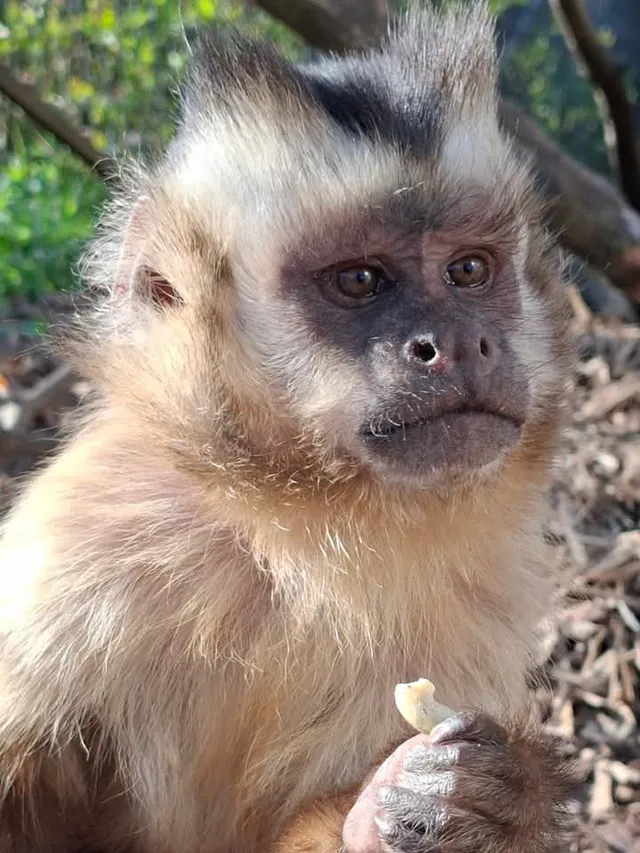 Capuchin monkeys at Wales Ape & Monkey Sanctuary