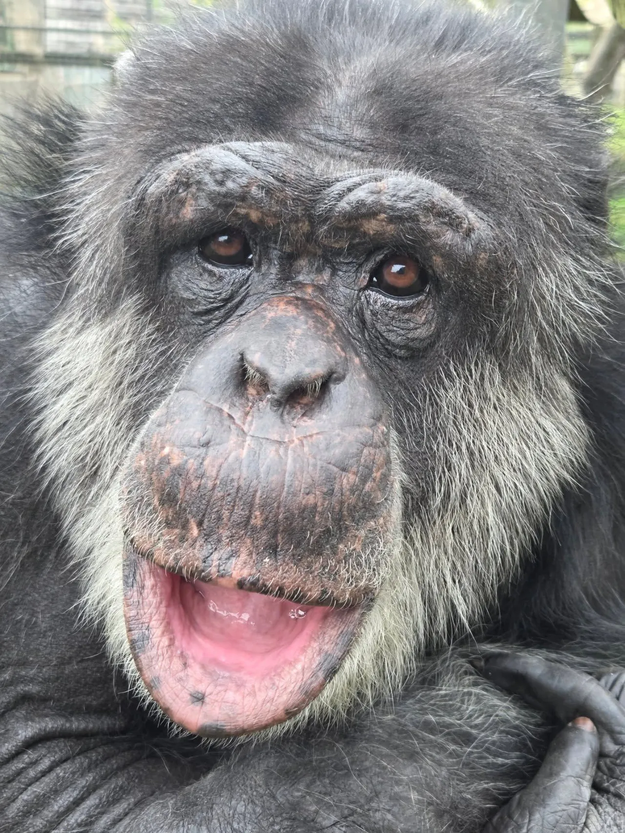 Fergus the chimpanzee at Wales Ape & Monkey Sanctuary