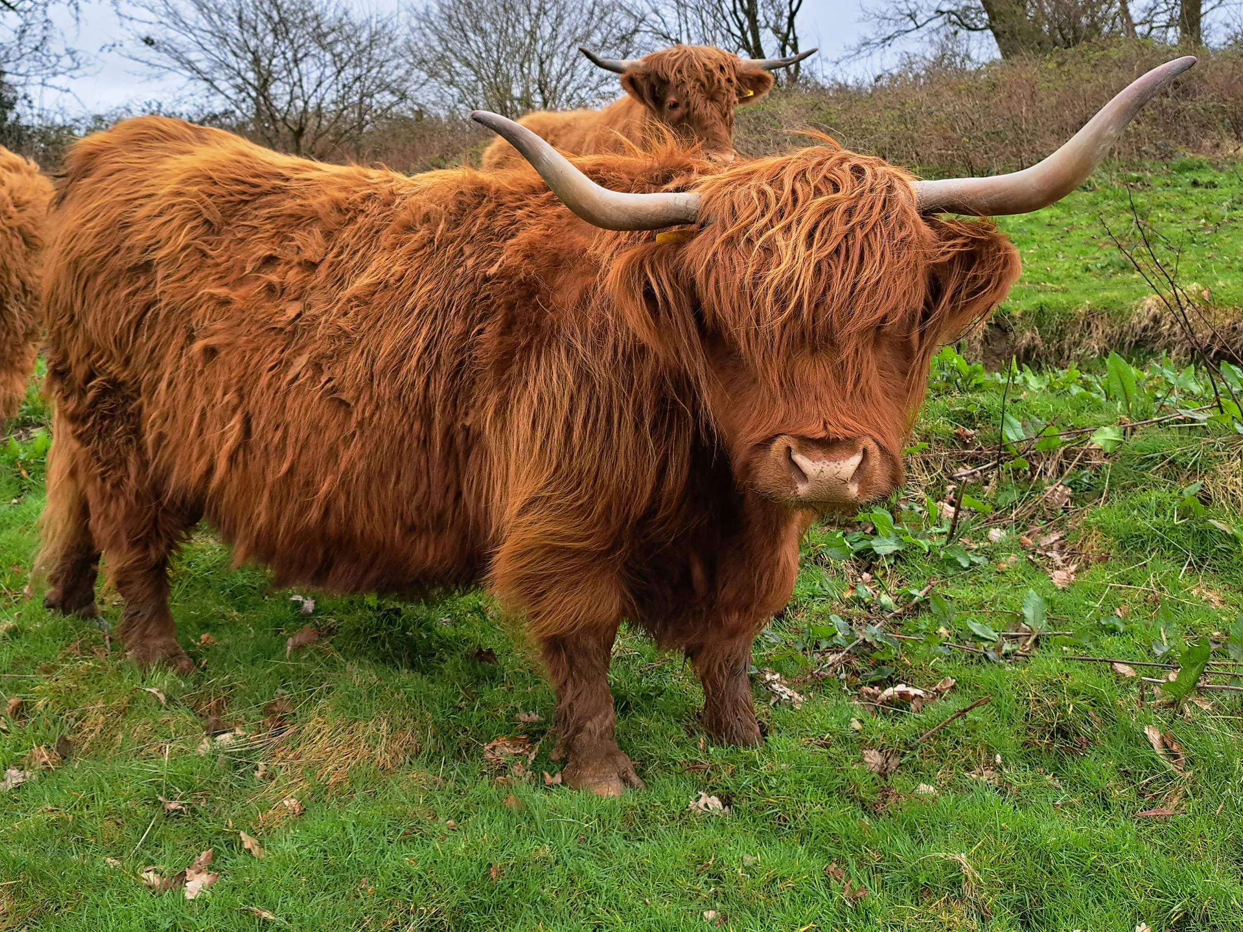 Highland cattle in the Brecon Beacons at Wales Ape & Monkey Sanctuary
