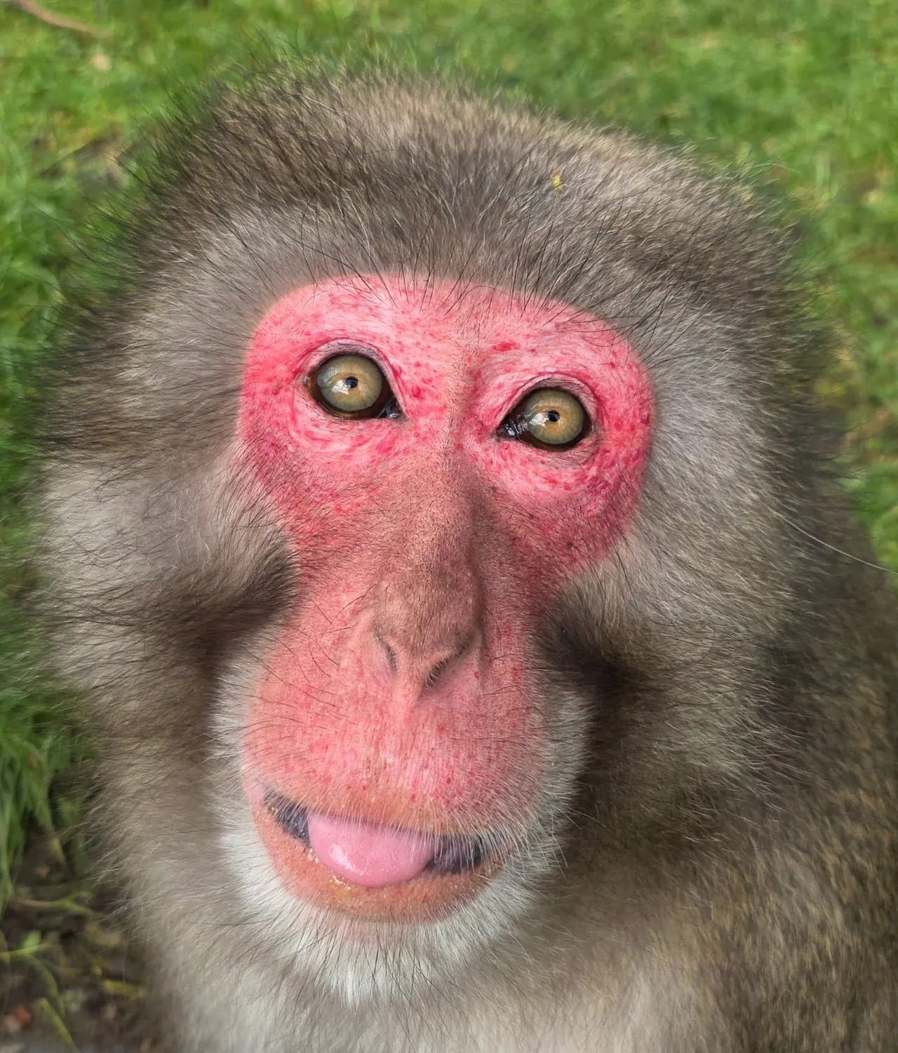 Japanese macaques at Wales Ape & Monkey Sanctuary