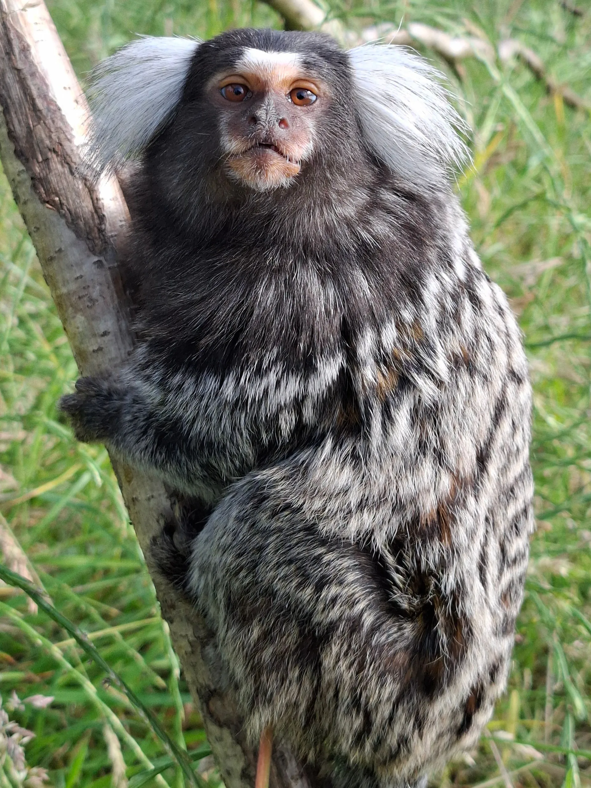 Tamarins at Wales Ape & Monkey Sanctuary