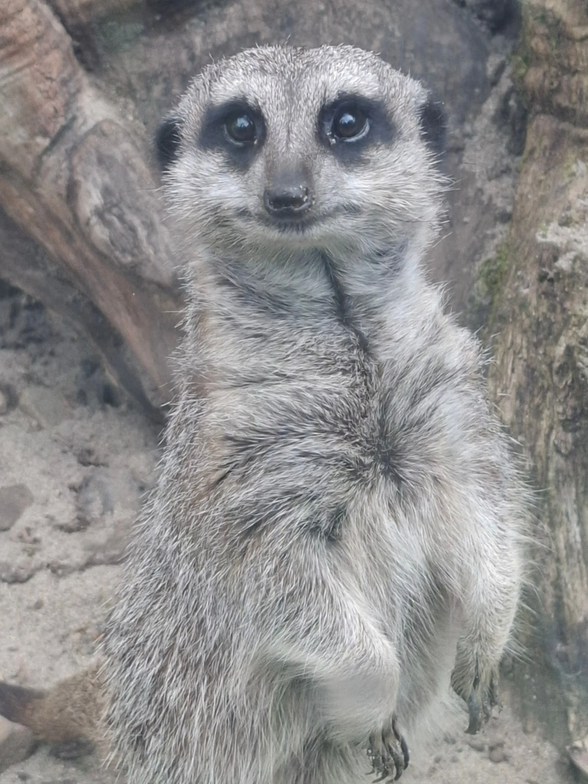 Meerkats at Wales Ape & Monkey Sanctuary