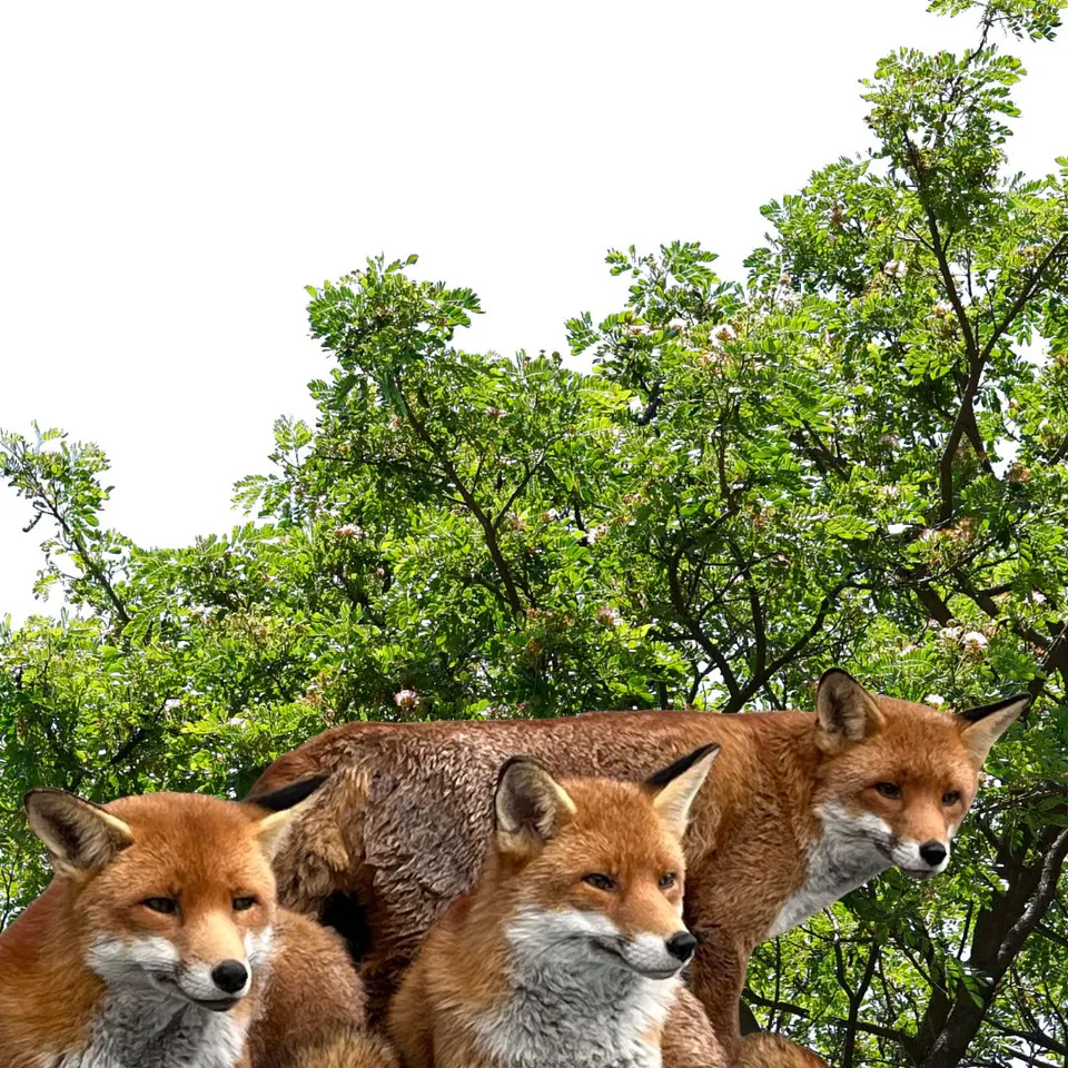 Red foxes at Wales Ape & Monkey Sanctuary