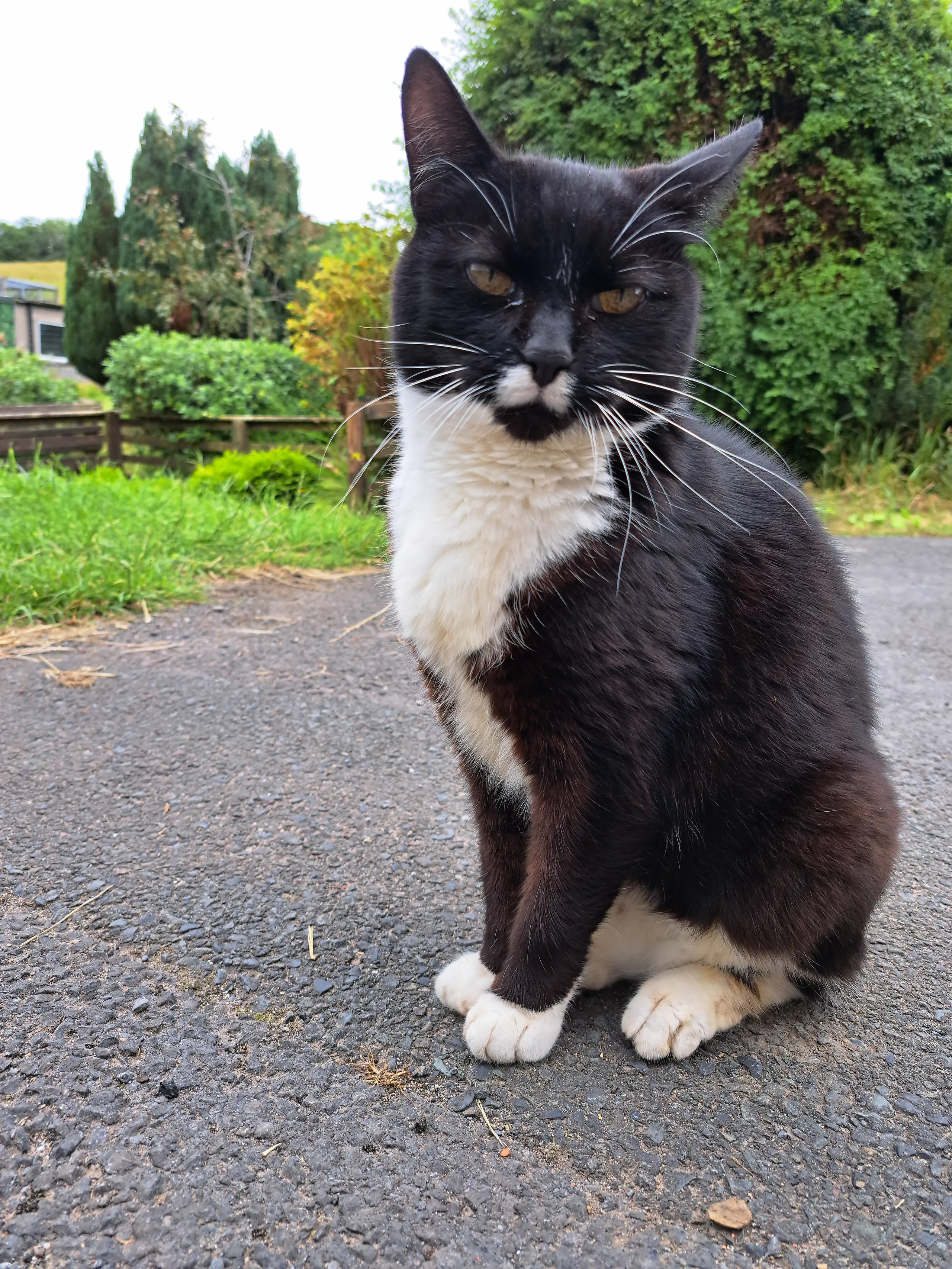 Rescue cats at Wales Ape & Monkey Sanctuary