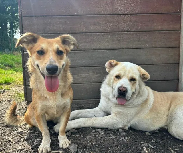 Rescue dogs at Wales Ape & Monkey Sanctuary