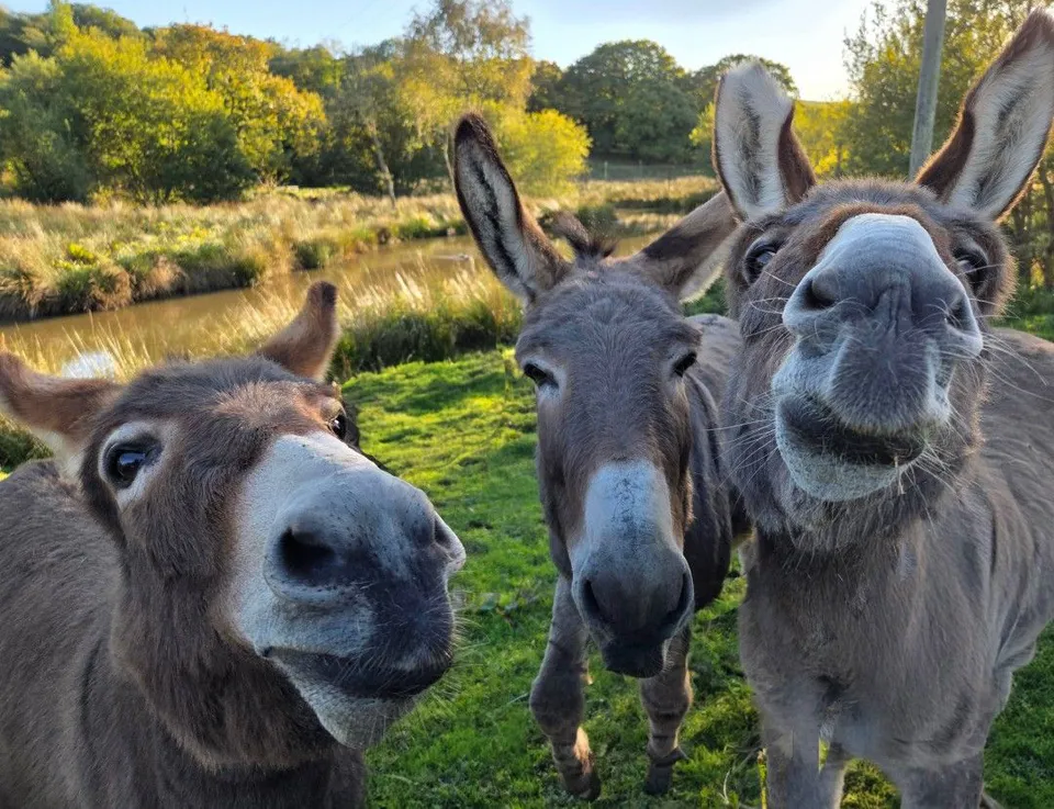 Rescue donkeys at Wales Ape & Monkey Sanctuary