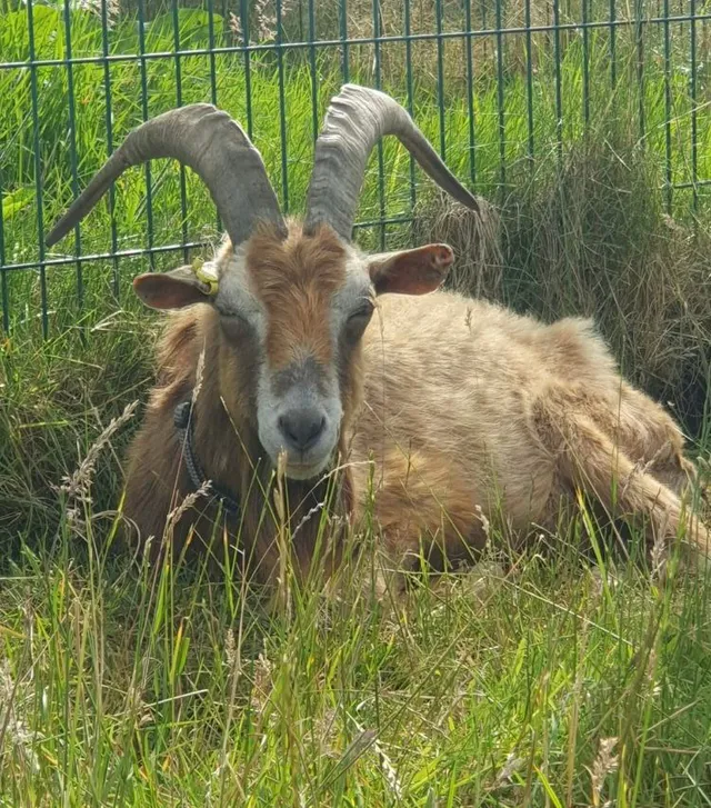 Rescue goats at Wales Ape & Monkey Sanctuary