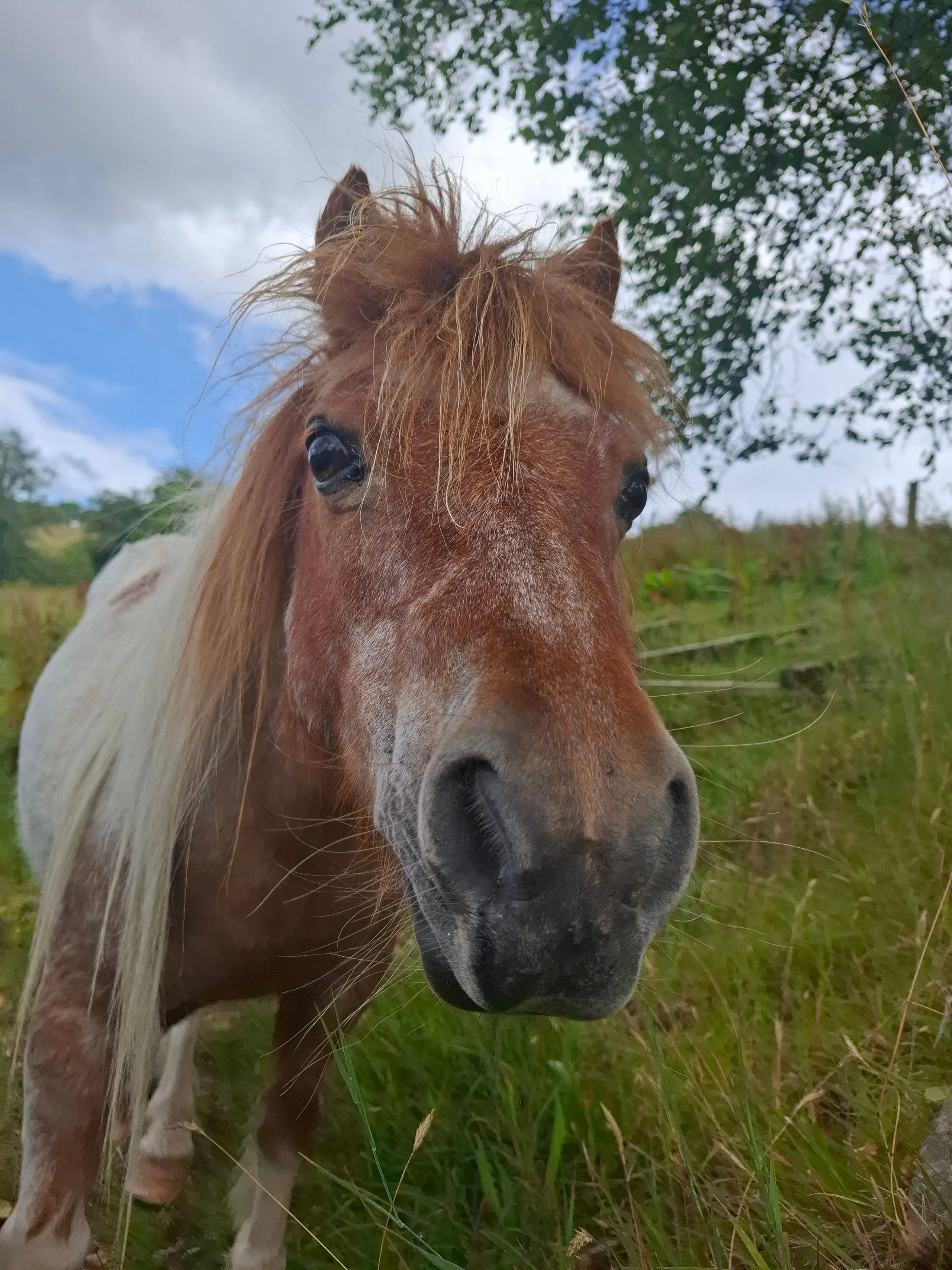 Rescue horses at Wales Ape & Monkey Sanctuary