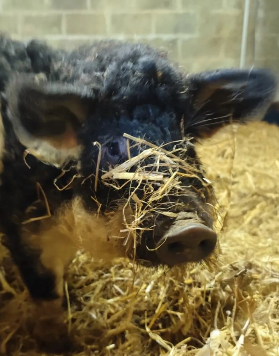 Rescue pigs at Wales Ape & Monkey Sanctuary