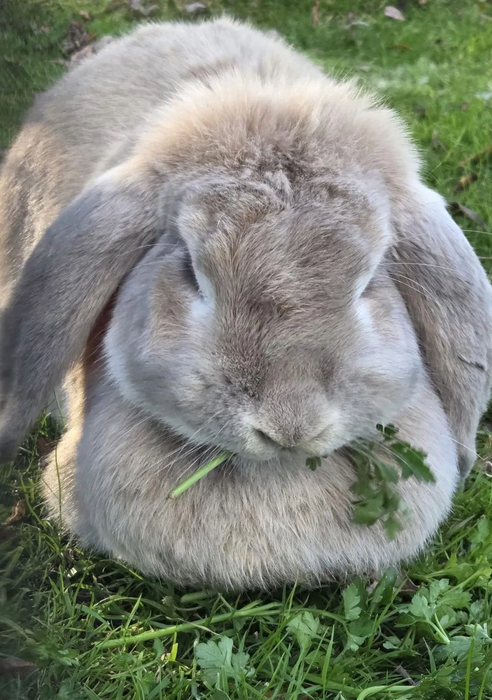 A rescue rabbit at Wales Ape & Monkey Sanctuary