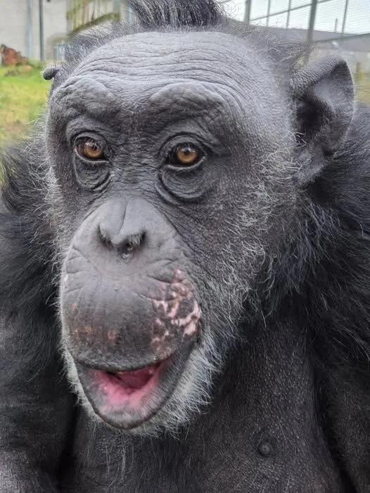 Ronnie the chimpanzee, who is fluent in sign language