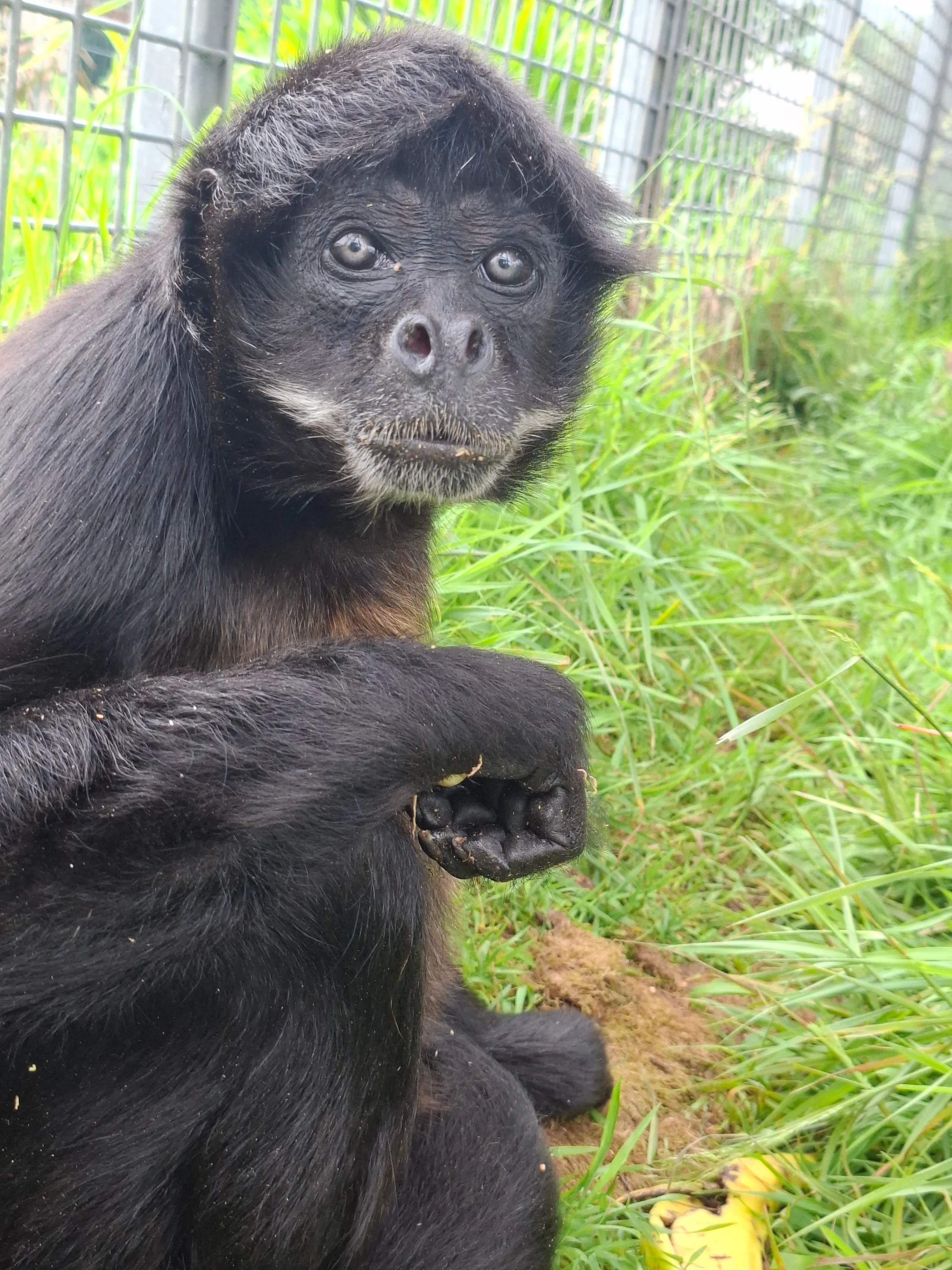Spider monkeys at Wales Ape & Monkey Sanctuary