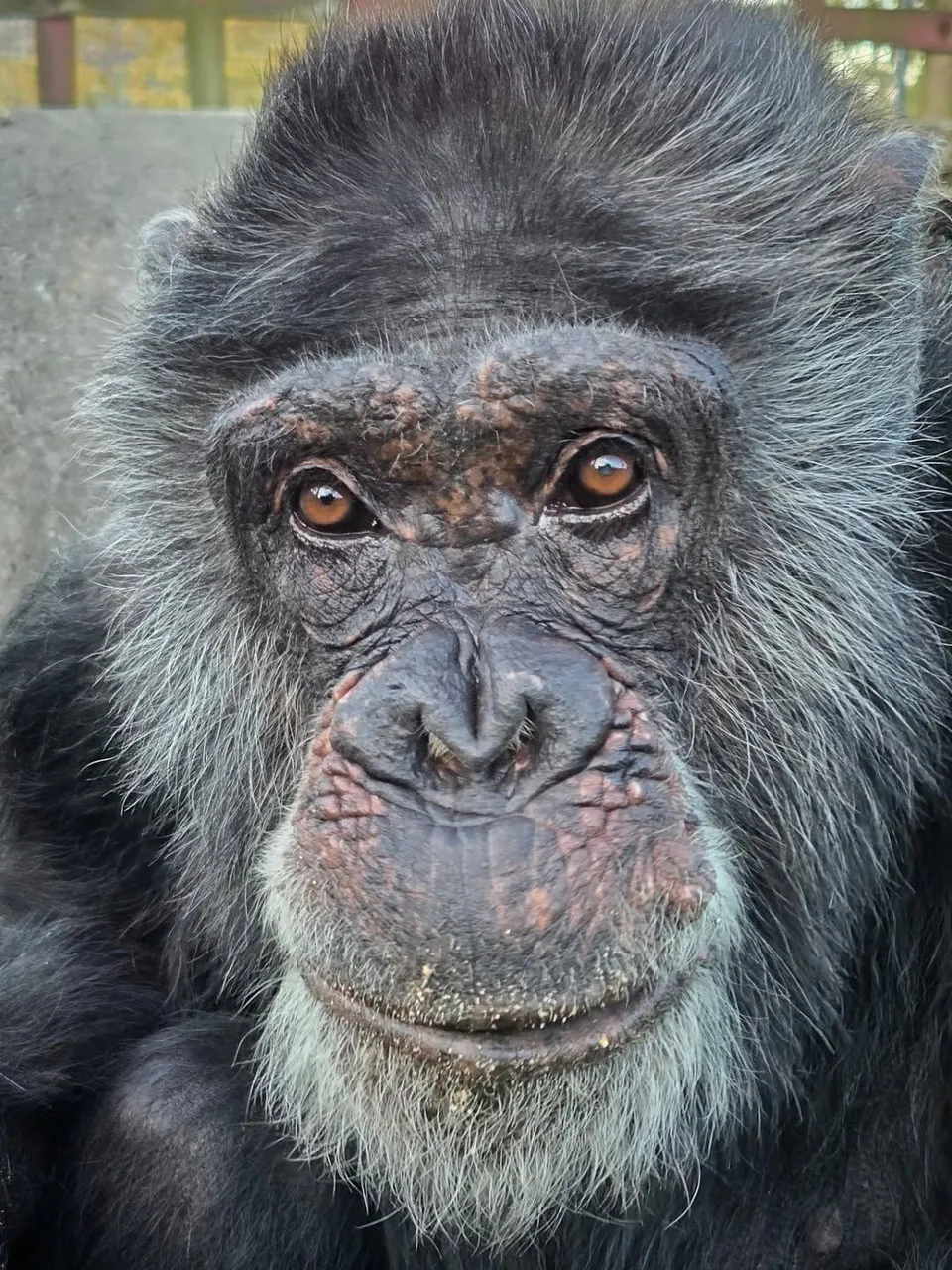 Toto the chimpanzee, known as the Tamworth Legend