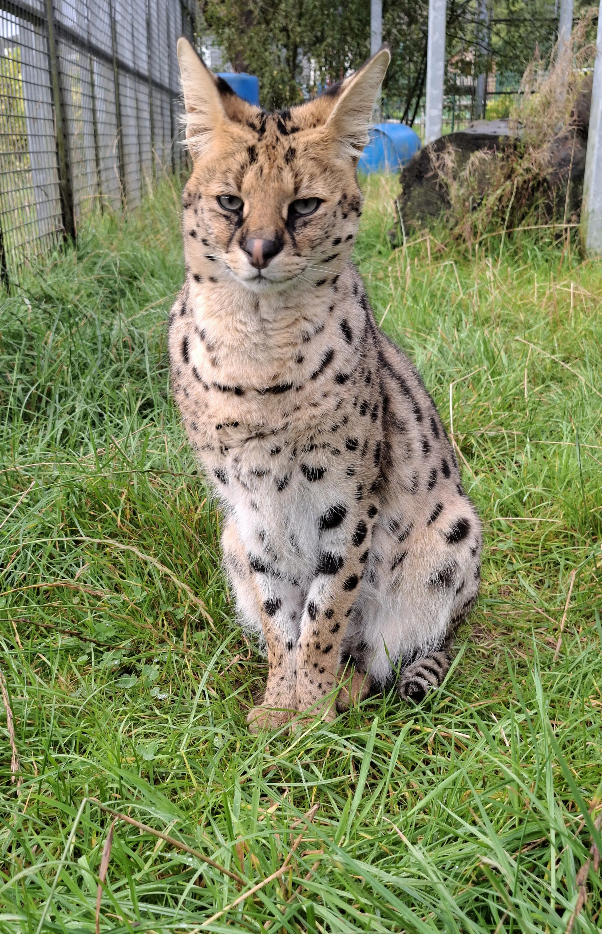 Urus, the serval cat at Wales Ape & Monkey Sanctuary