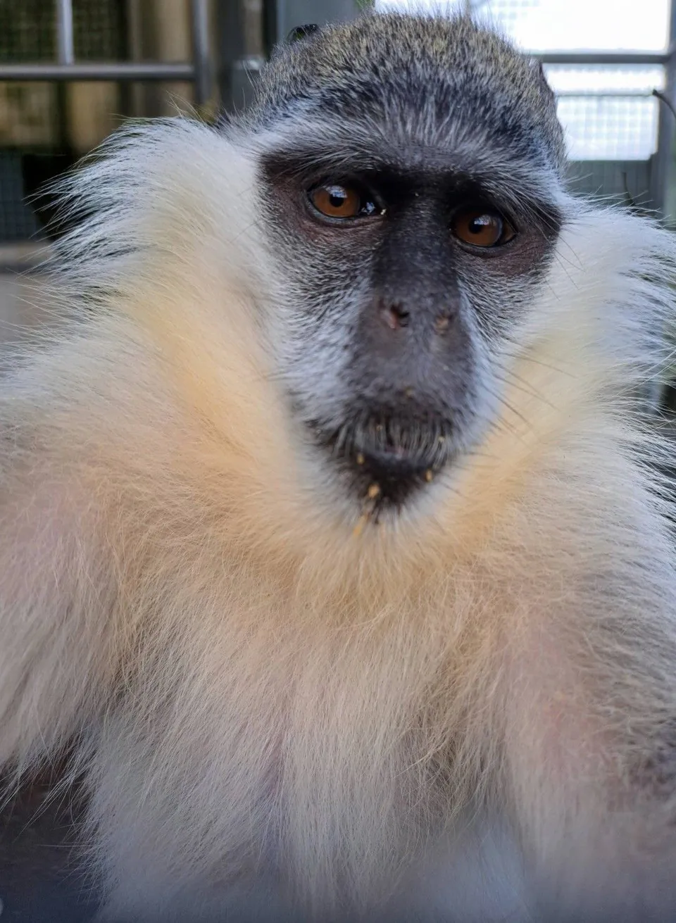 A vervet monkey at Wales Ape & Monkey Sanctuary