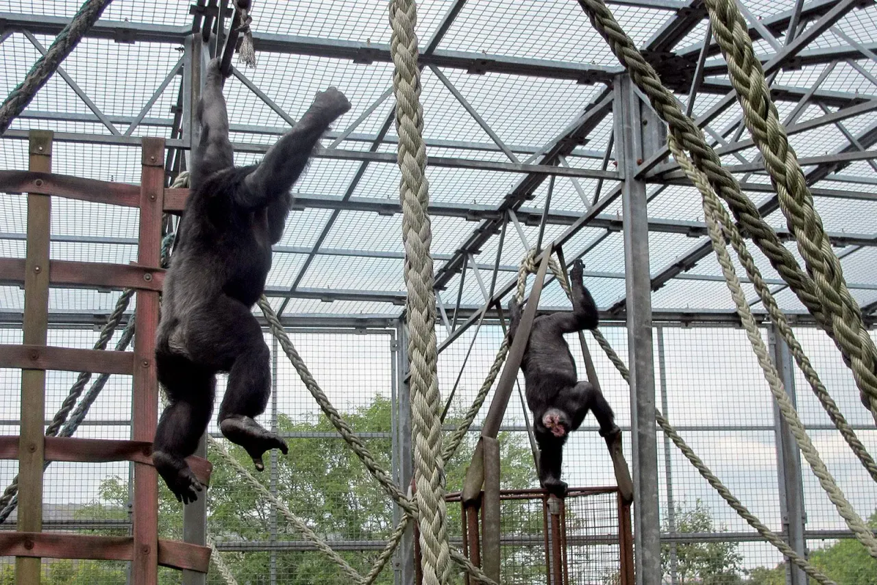 Chimpanzees swinging through the enclosure at Wales Ape & Monkey Sanctuary