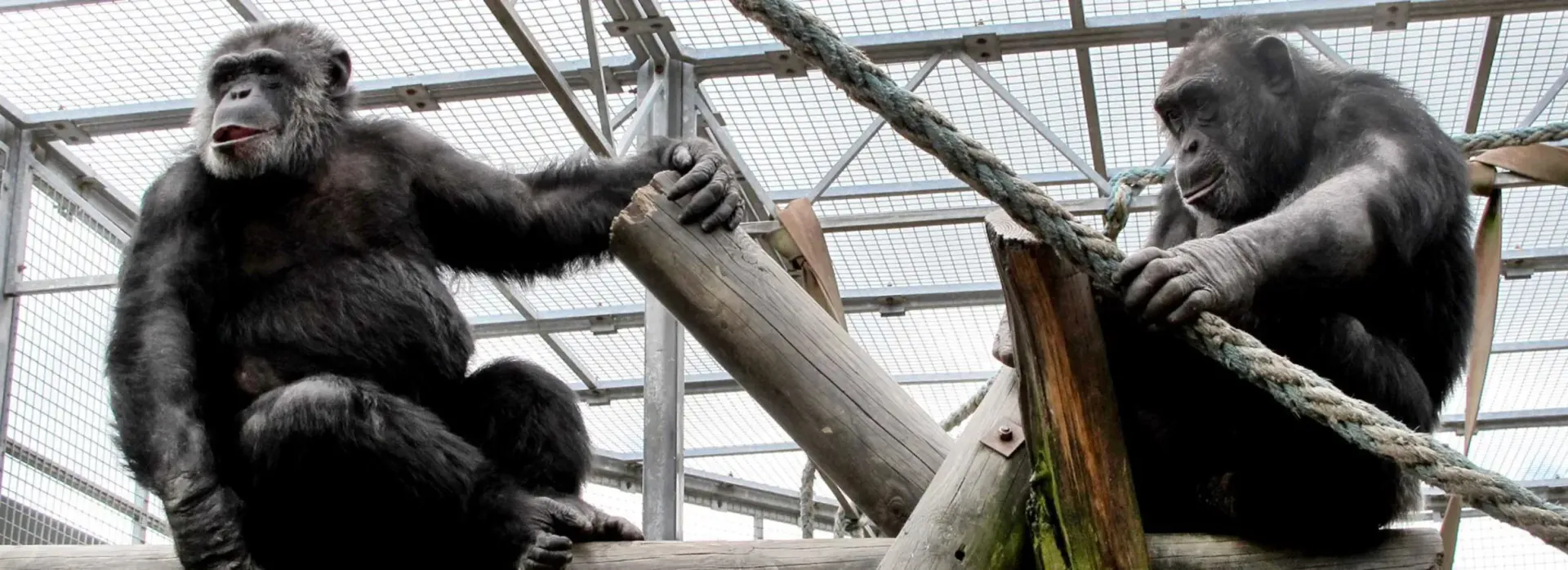 Two chimpanzees climbing in the enclosure at Wales Ape & Monkey Sanctuary