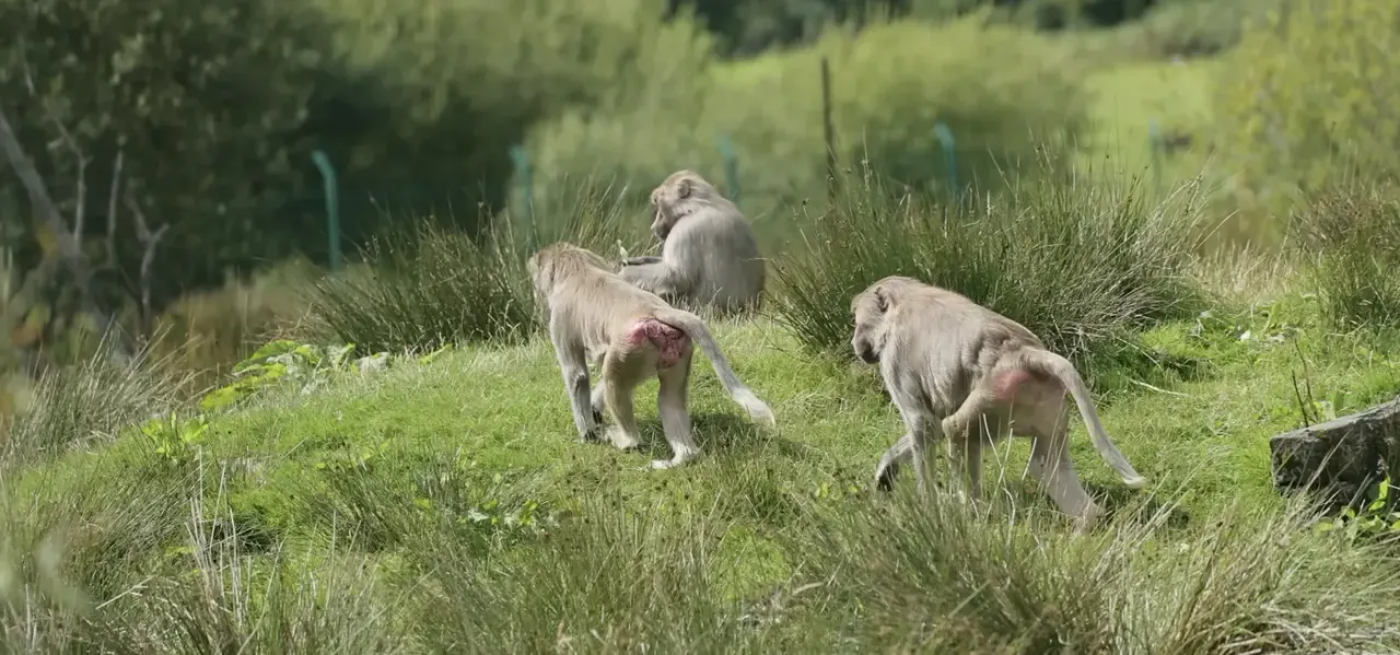 A baboon troop walking across the island at Wales Ape & Monkey Sanctuary