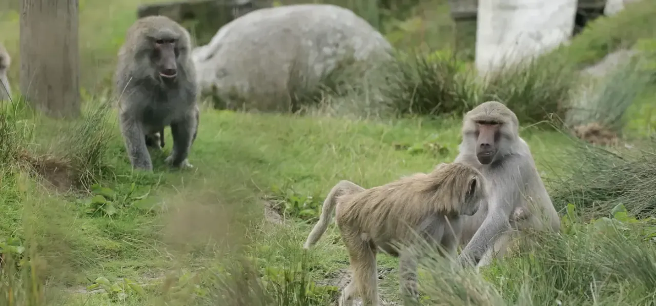 A baboon mother and young in the island enclosure at Wales Ape & Monkey Sanctuary