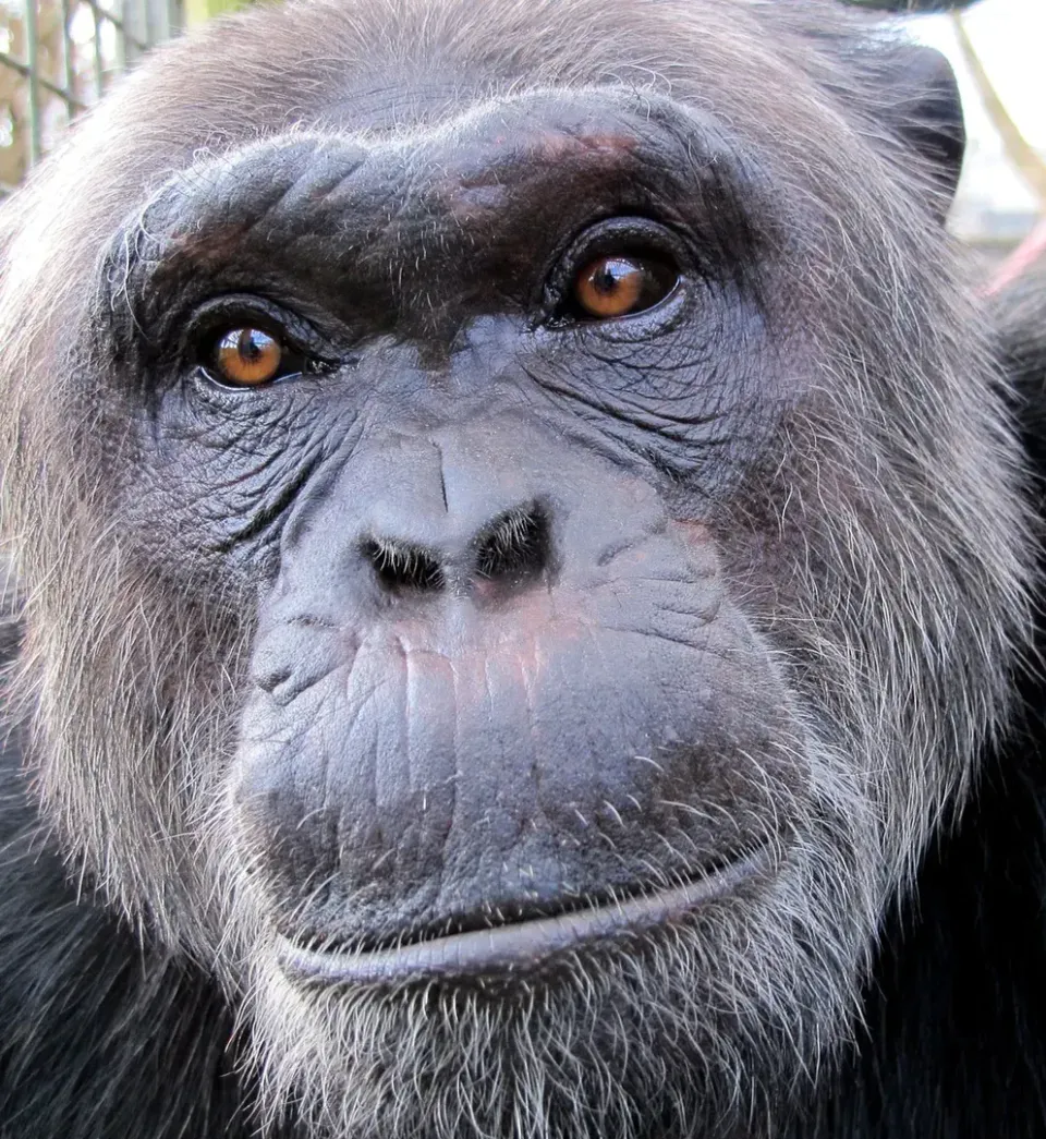 Close-up portrait of Bili the chimpanzee at Wales Ape & Monkey Sanctuary