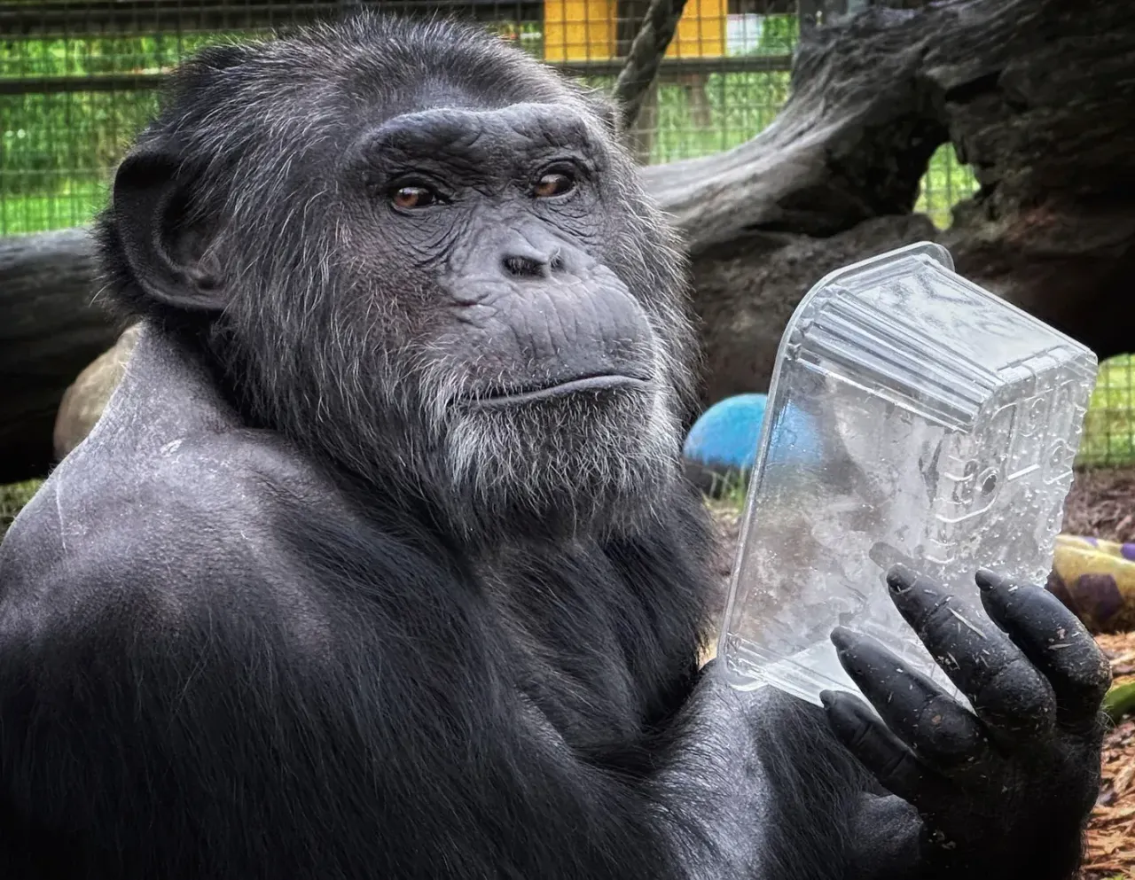 Bili the chimpanzee holding a treat container in his enclosure