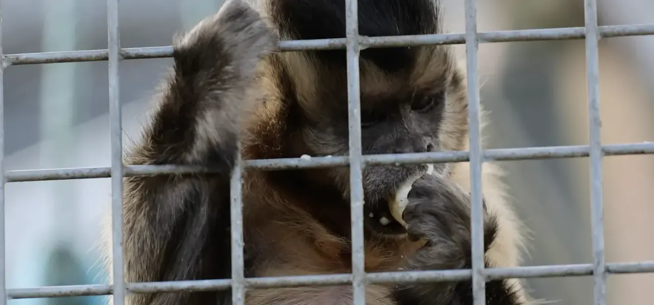 A capuchin monkey close-up at Wales Ape & Monkey Sanctuary