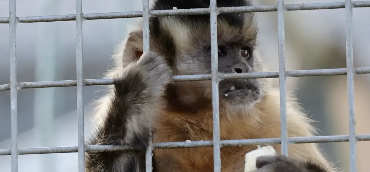 A capuchin monkey looking at the camera in their enclosure at Wales Ape & Monkey Sanctuary