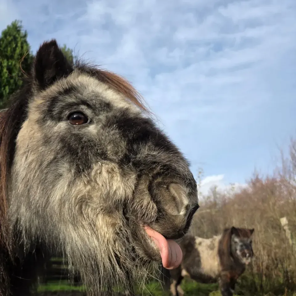 Chester and Bobbi, the miniature horses at Wales Ape & Monkey Sanctuary