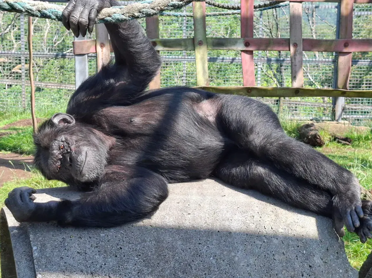 A chimpanzee lounging on a rock holding a rope at Wales Ape & Monkey Sanctuary