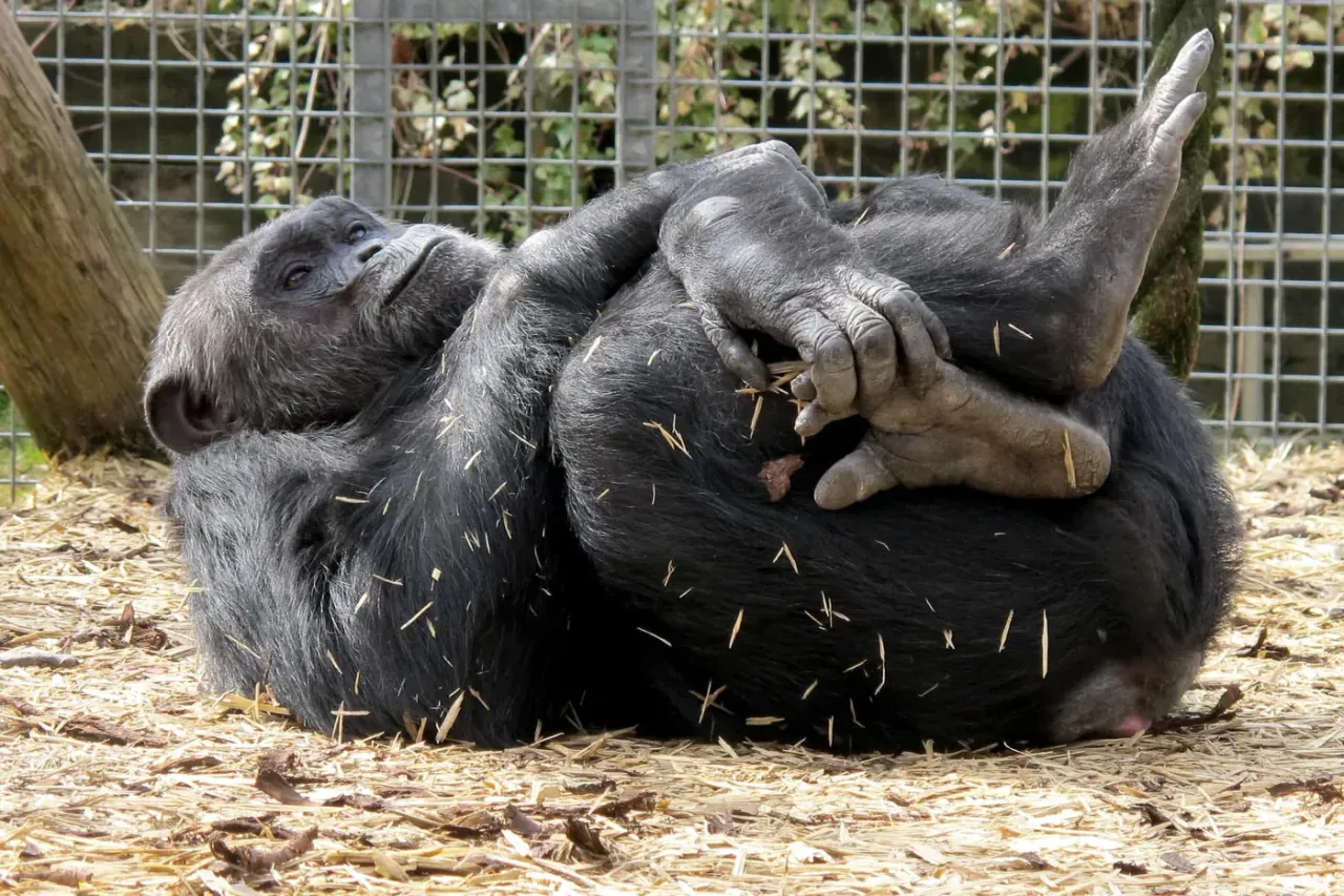 A chimpanzee relaxing in his enclosure at Wales Ape & Monkey Sanctuary