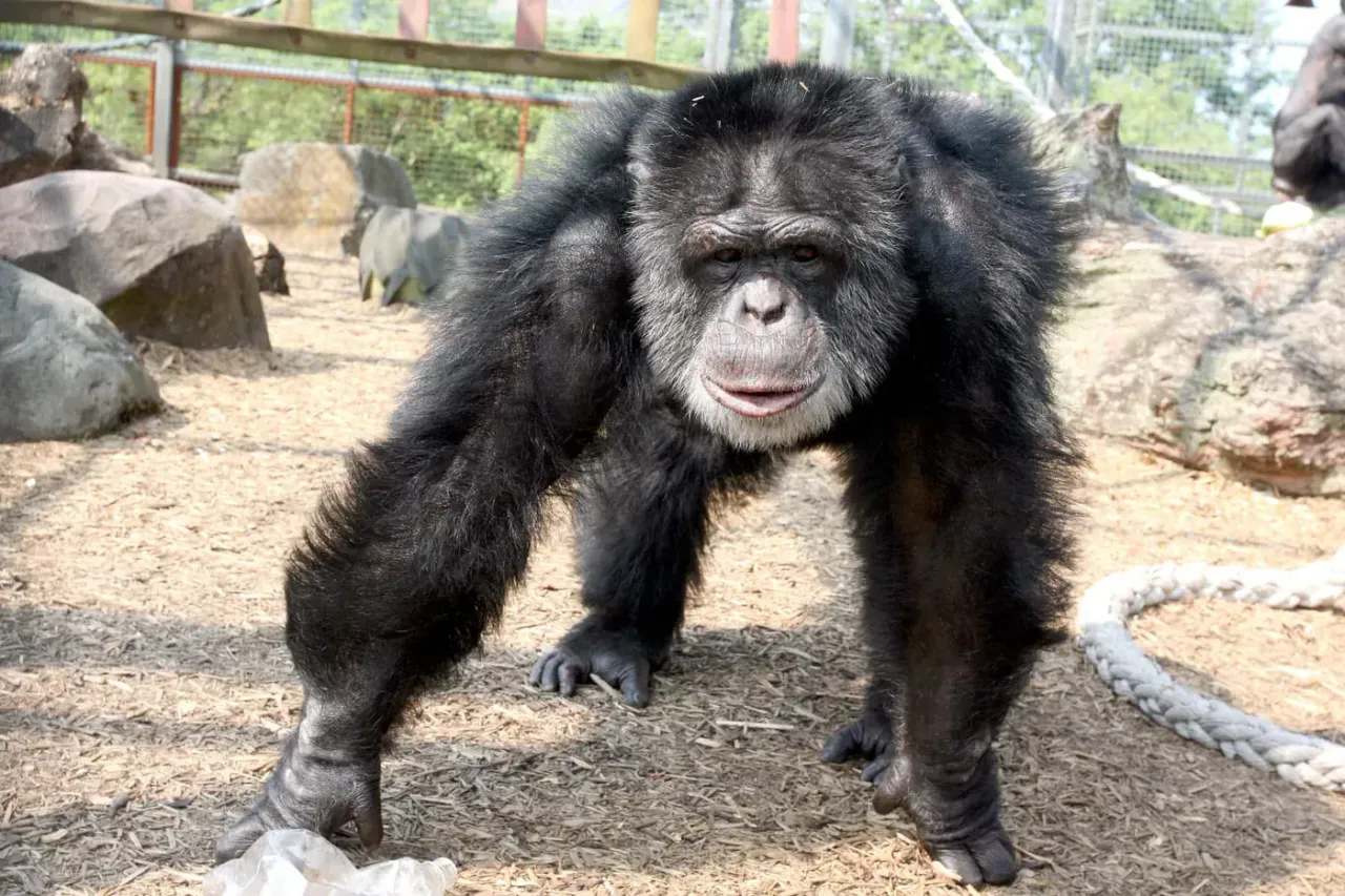 A chimpanzee standing in his enclosure looking at the camera at Wales Ape & Monkey Sanctuary