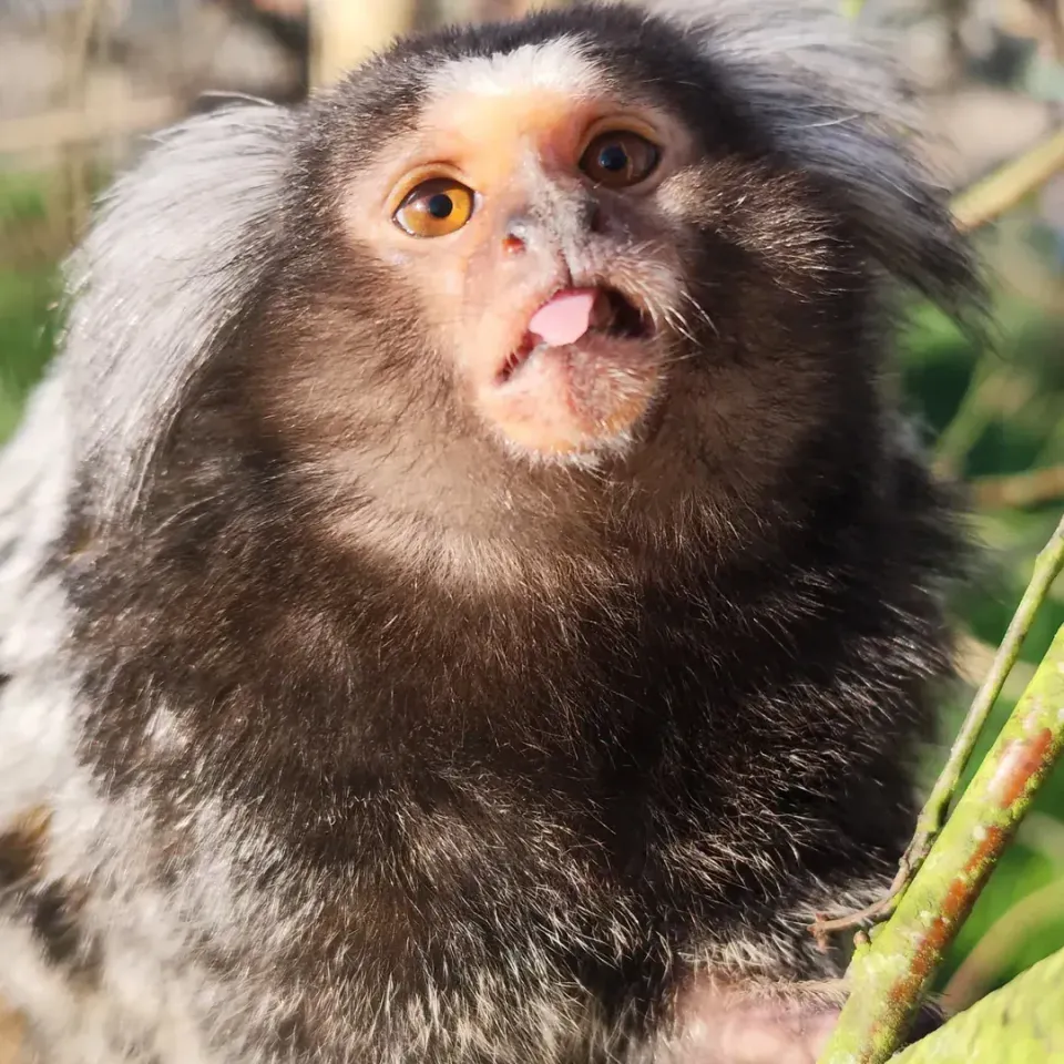 A marmoset monkey close up with tongue out at Wales Ape & Monkey Sanctuary