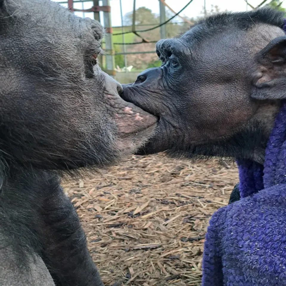 Nakima in her purple sweater sharing a kiss with Ronnie at Wales Ape & Monkey Sanctuary