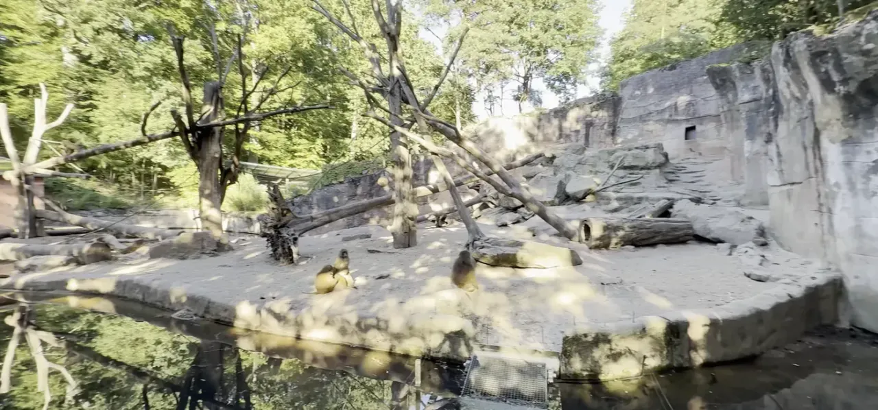 A rocky habitat enclosure with mature trees at Wales Ape & Monkey Sanctuary