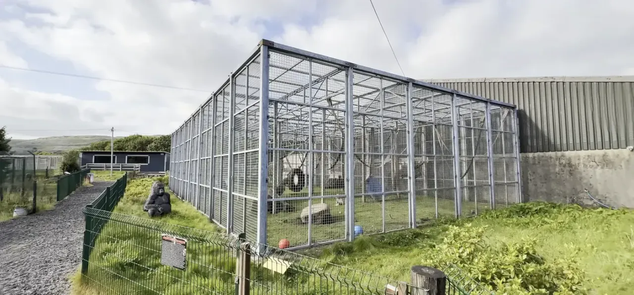 A purpose-built primate enclosure at Wales Ape & Monkey Sanctuary