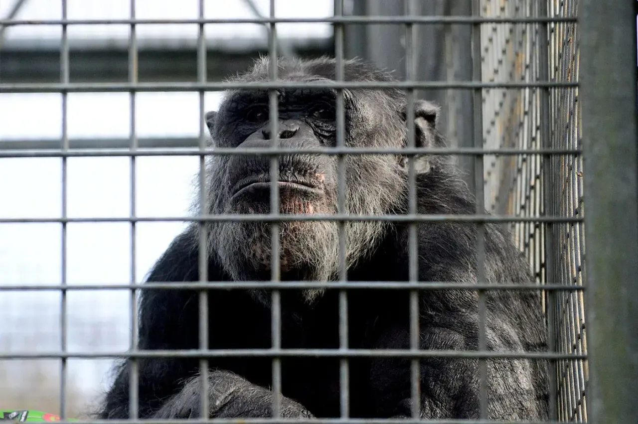 A rescued chimpanzee in the spacious outdoor enclosure at Wales Ape & Monkey Sanctuary