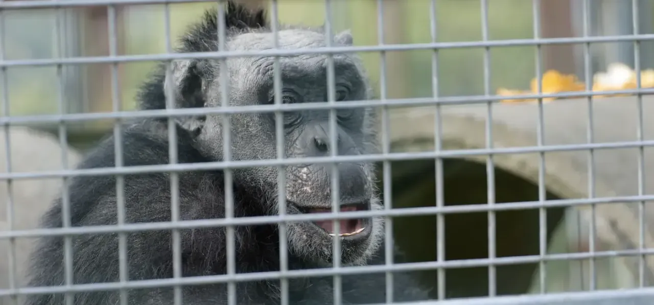 Close-up of a rescued chimpanzee through enclosure mesh at Wales Ape & Monkey Sanctuary