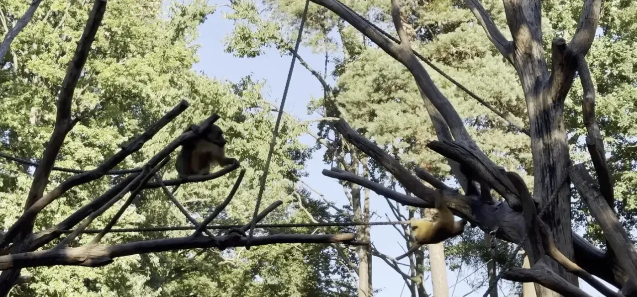 Spider monkeys climbing through the tree canopy at Wales Ape & Monkey Sanctuary
