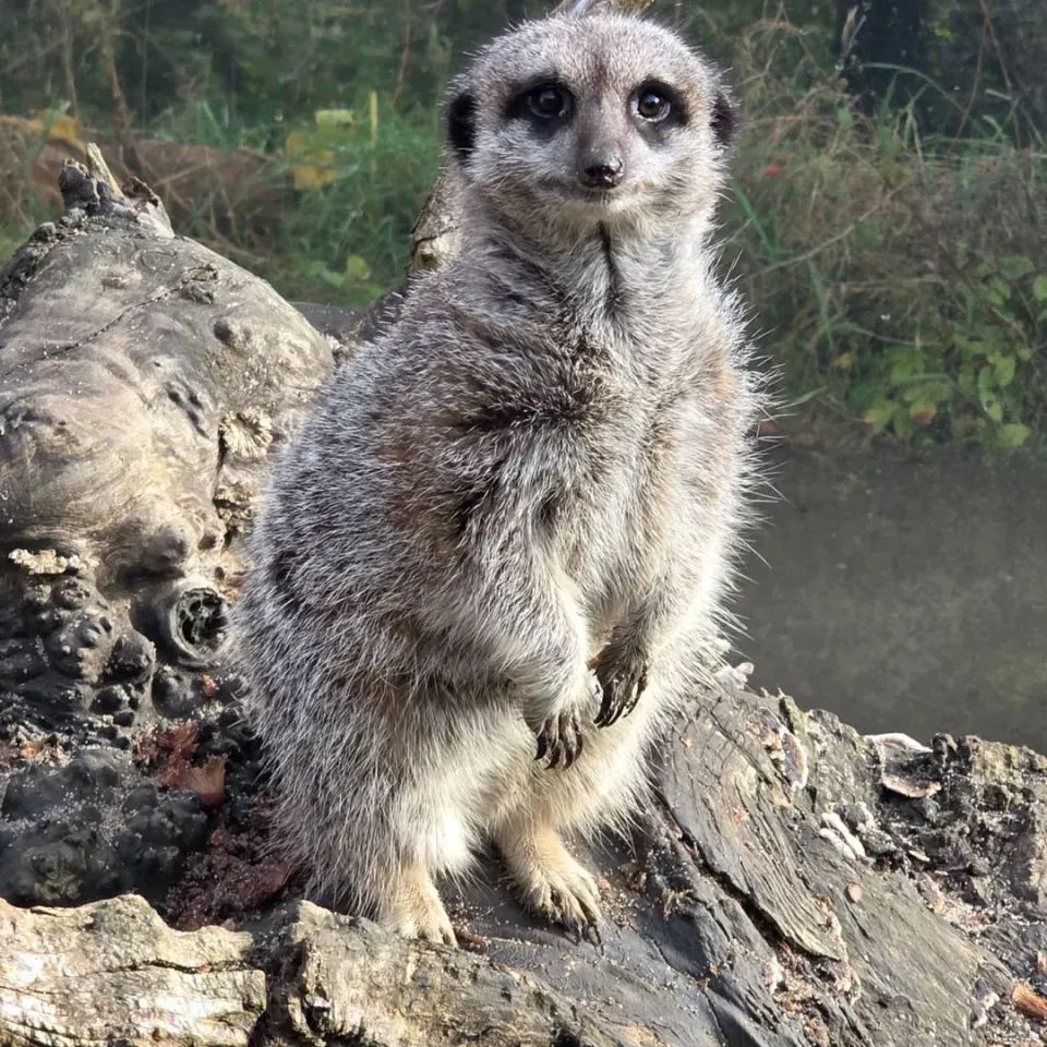 Timone the meerkat standing upright on a log at Wales Ape & Monkey Sanctuary
