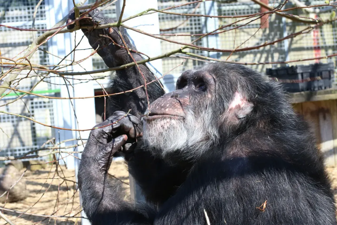 Tubby the chimpanzee feeding on fresh browse branches at Wales Ape & Monkey Sanctuary
