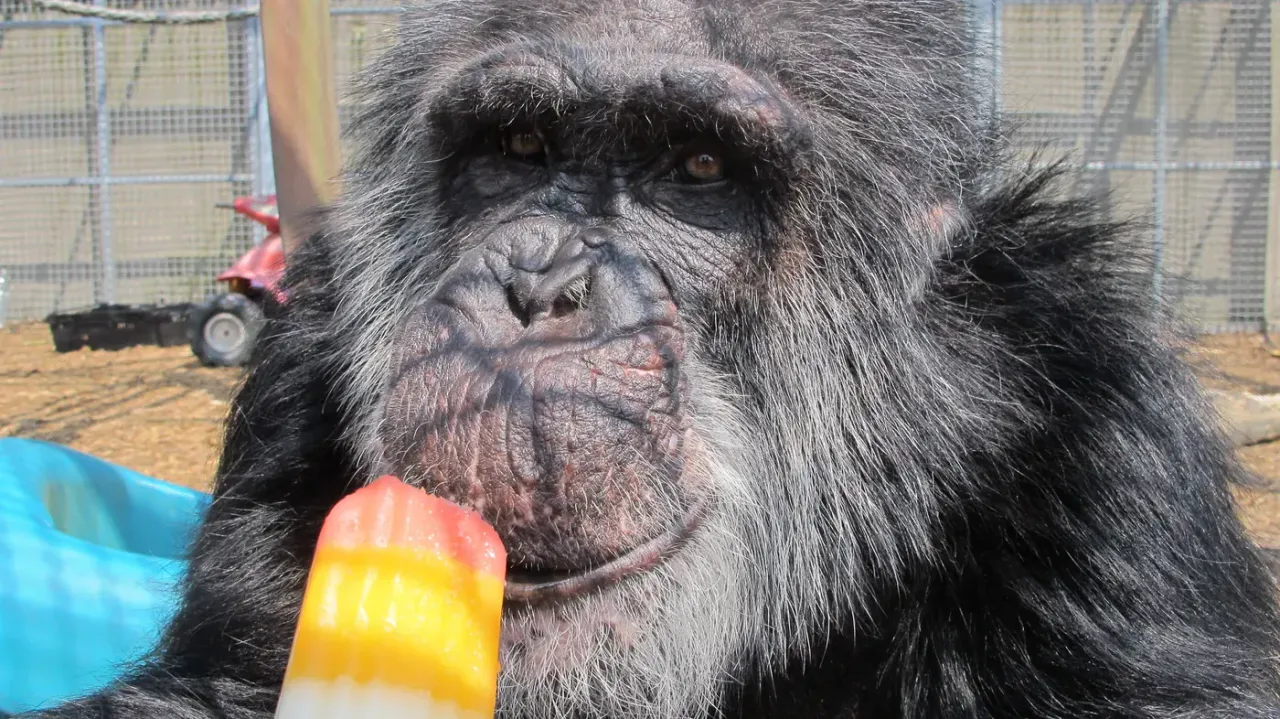 Tubby the chimpanzee enjoying an ice lolly on a summer day at Wales Ape & Monkey Sanctuary