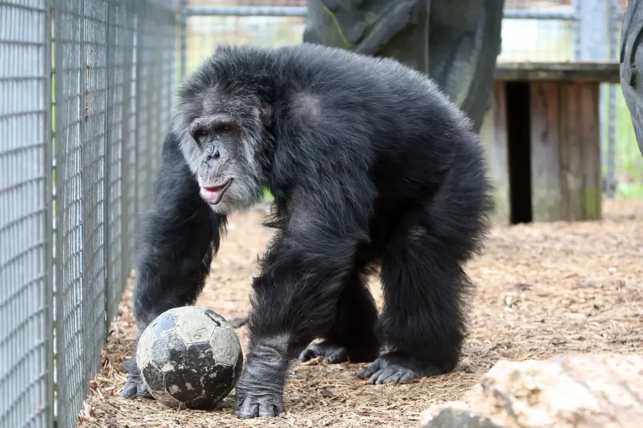 Tubby the chimpanzee playing with a football in his enclosure at Wales Ape & Monkey Sanctuary