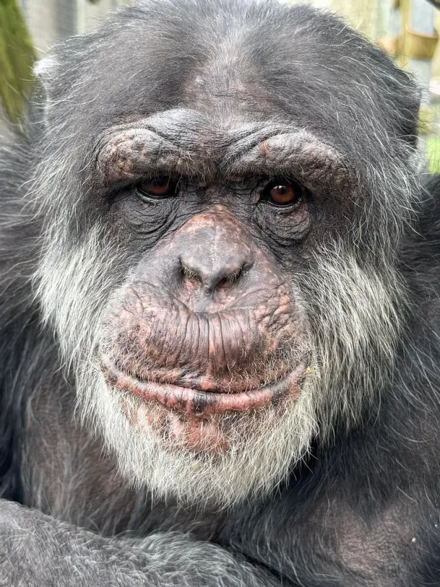 Close-up portrait of Twmi, the alpha male chimpanzee at Wales Ape & Monkey Sanctuary