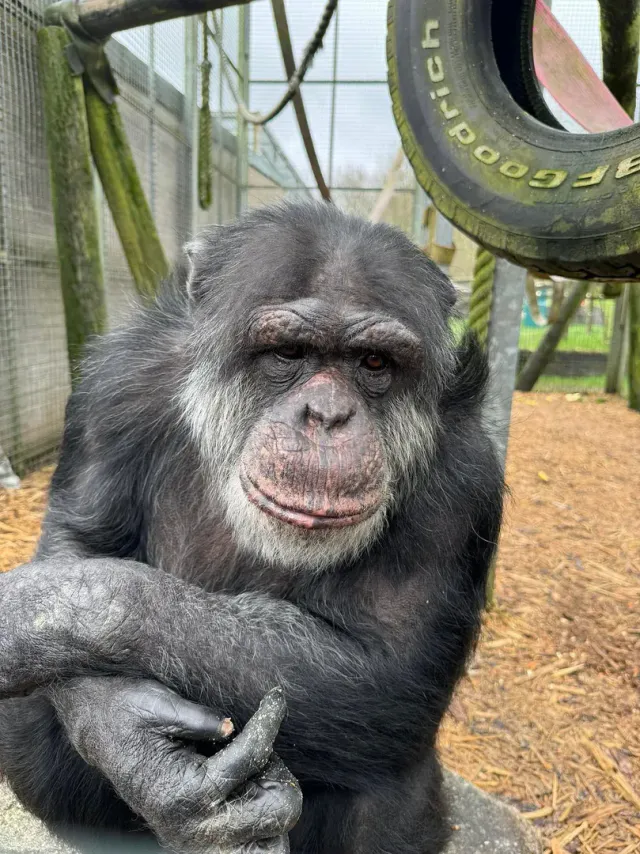 Twmi the chimpanzee using a tyre swing for enrichment at Wales Ape & Monkey Sanctuary